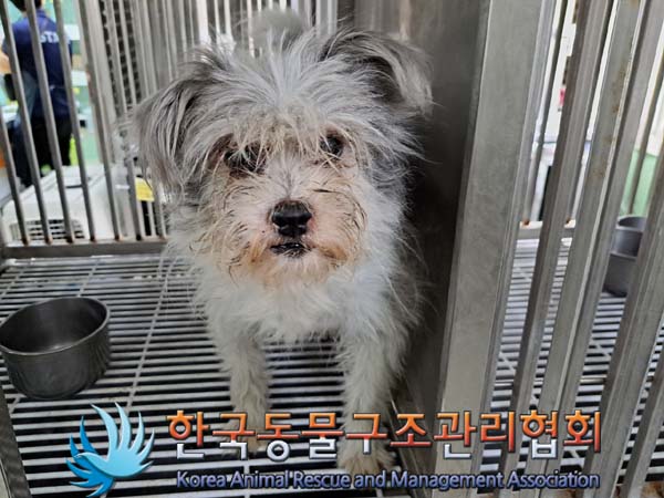 종료(반환) 믹스견…